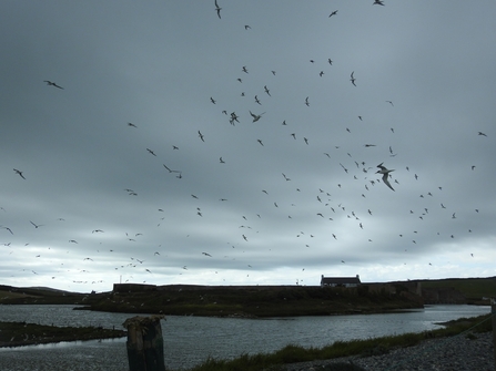 Terns flying over Cemlyn