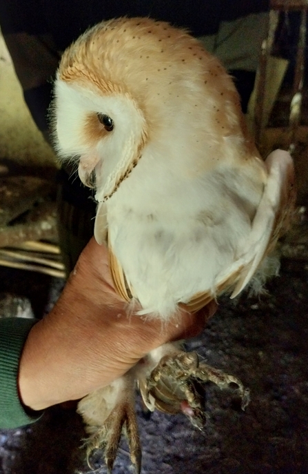 Barn owl chick 