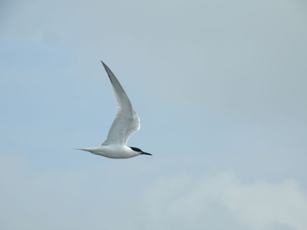 Tern flying at Cemlyn Nature Reserve