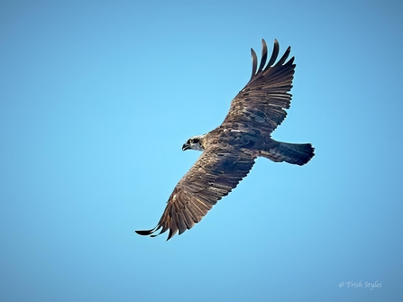 Osprey