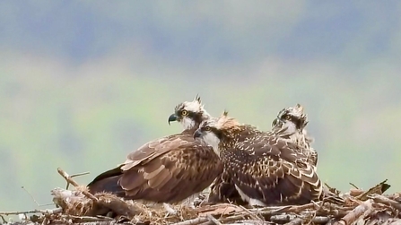 Ospreys at Brenig