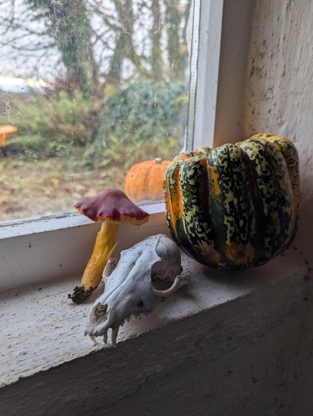 A still life arrangement on a rustic windowsill featuring a red-and-yellow mushroom, a fox skull, and a green-and-orange striped gourd. The fox skull is detailed with visible teeth and sits prominently beside the other natural objects. Through the window, a blurred view of an outdoor garden and another pumpkin can be seen, enhancing the autumnal, nature-inspired aesthetic.