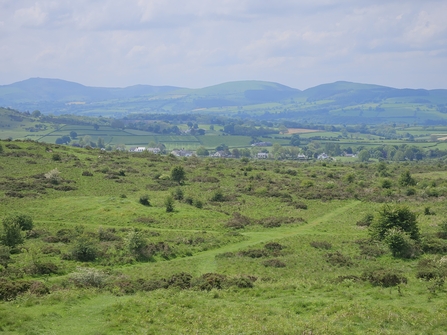 Halkyn Common 