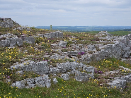 Limestone grasslands of Moel Hiraddug