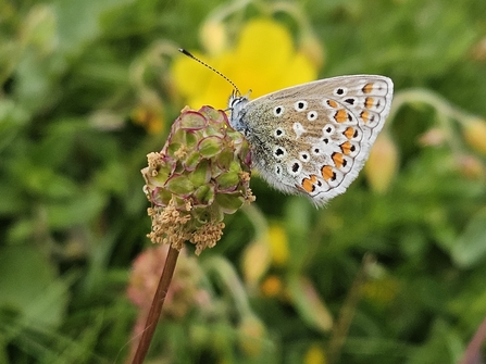 Common Blue Butterfly- Moel Hiraddug