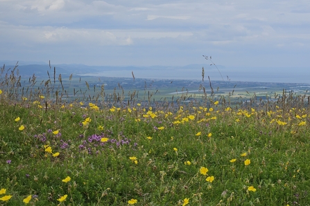 View from Moel Hiraddug with limestone grassland in the foreground 