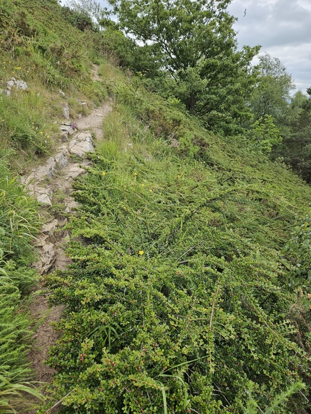 Invasive cotoneaster overtaking limestone habitat 