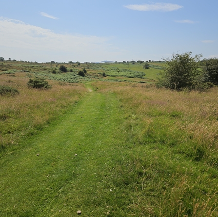 Halkyn Common 