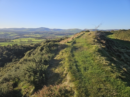 Halkyn Common 