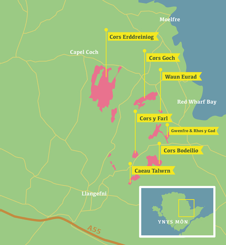 Map o Ynys Môn yn dangos lleoliadau safleoedd corsydd allweddol, wedi'i farcio â labeli melyn ac ardaloedd coch. Mae'r safleoedd yn cynnwys Cors Erddreiniog ger Capel Coch, Cors Goch a Waun Eurad ger Traeth Coch, Cors y Farl, Gwenfro a Rhos y Gad, a Chors Bodeilio wedi'u lleoli'n ganolog ger Llangefni. Lleolir Caeau Talwrn ymhellach i'r de. Mae'r map hefyd yn cynnwys ffyrdd, megis yr A55, a map bach o Ynys Môn wedi ei mewnosod i roi cyd-destun i'r ardal a ddangosir.