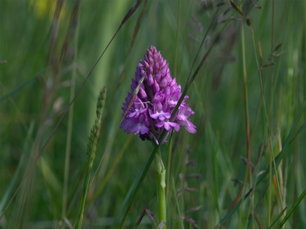 Emerging pyramidal orchid on Rhiwledyn Nature Reserve