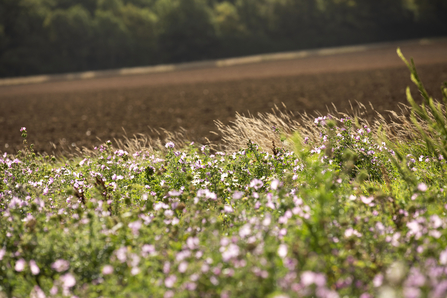 A field margin full of wildflowers on a Jordans farm