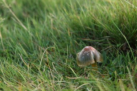 Parrot Waxcap 