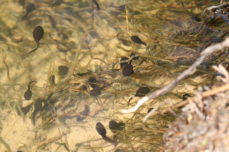 Common toad tadpoles swimming in a pond 