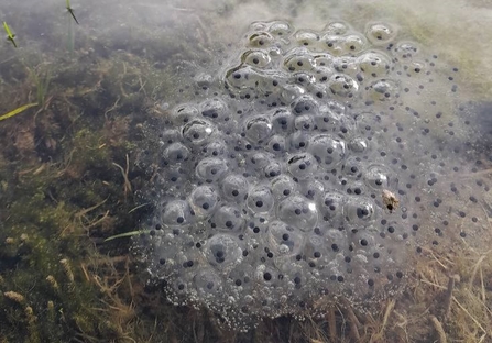 Frog spawn