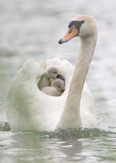 Swan on the water with cygnets on its back