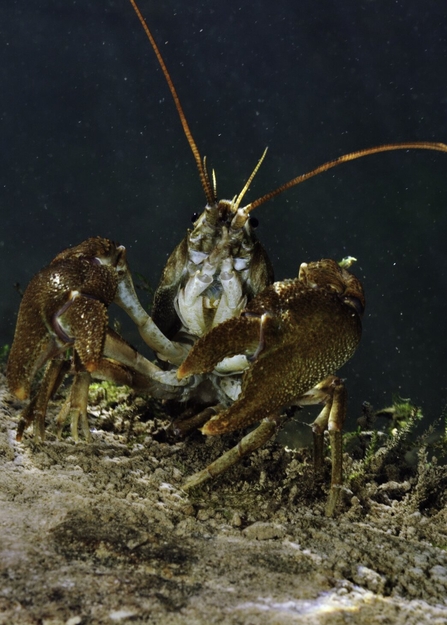 White-clawed crayfish