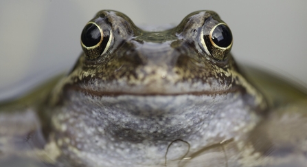 A very close up picture of a common frog. Only the head is visible and in focus, taking up most of the image. It has a pale throat and it's mouth is almost a straight line of pink. It's skin is mottled with shades of brown, green and nearly gold. It's eyes stick up from the rest of it's head and are looking almost forwards at the camera. They have deep black pupils, in which reflections of people can be seen on the right, ringed with a thin layer of gold, surrounded by a mottled black and gold iris. The res