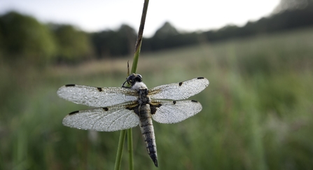 Four-spotted chaser dragonfly, dew covered, early morning light