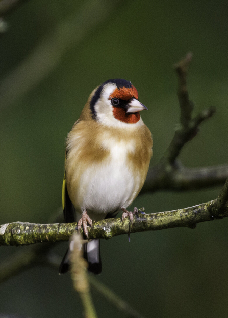 Goldfinch