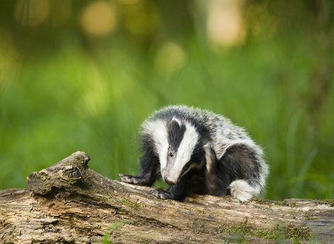 Badger scratching