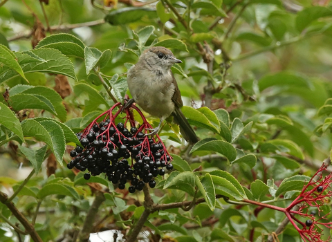 Blackcap female