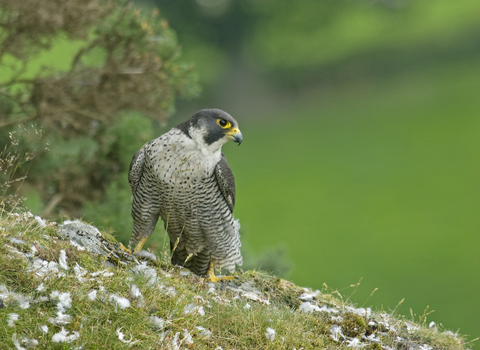 Peregrine falcon