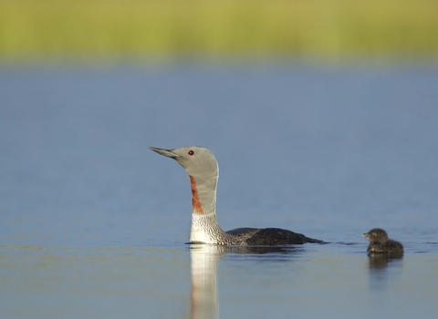 Red-throated Diver (summer-plumaged) and chick