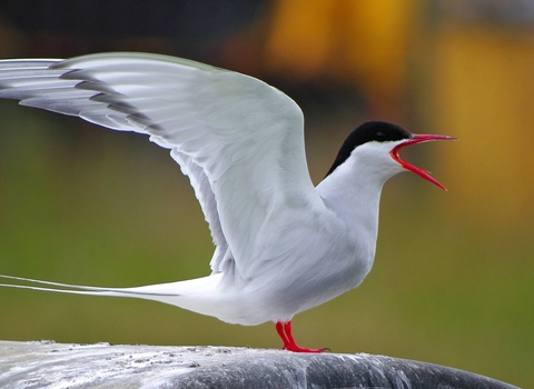 Arctic Tern