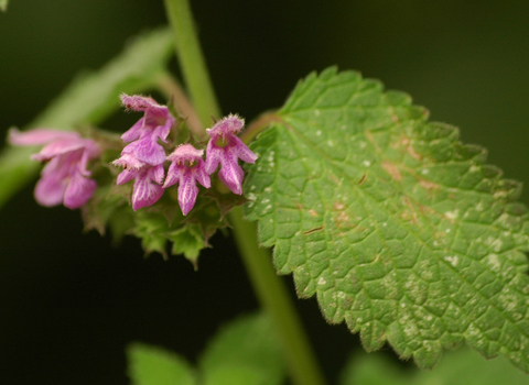 Black Horehound