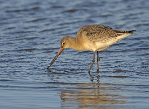 Black-tailed Godwit