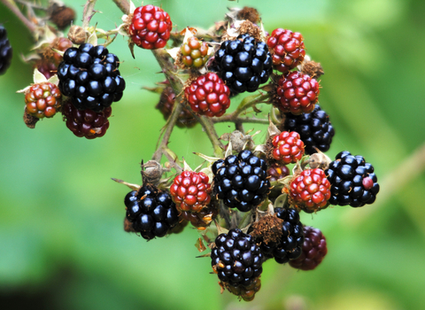 A close up cluster of blackberries, varying in colour from green with a touch of red, through ruby bright reds, to deep purple and black. The branches have small sharp spines, with a delicate spiders web laced between them. The background foliage is a vibrant green of varying shades.