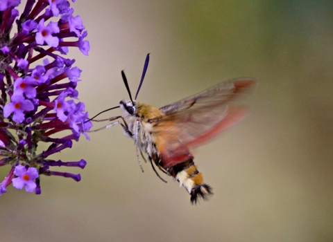 Broad-bordered Bee Hawk-moth