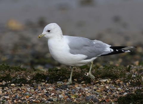 Common Gull