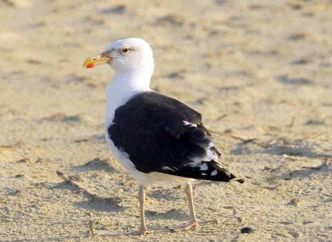 Great Black-backed Gull