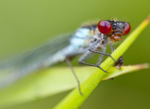 Red-eyed Damselfly