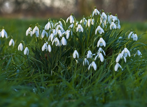 Snowdrops