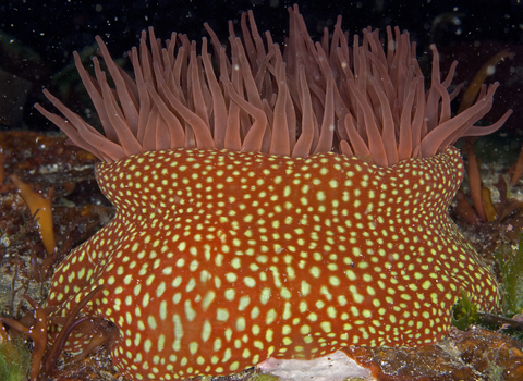 Strawberry Anemone