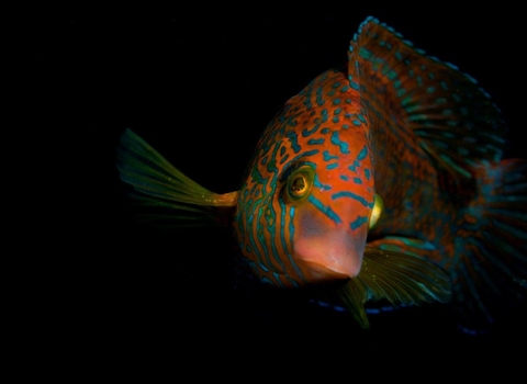 Corkwing wrasse