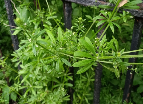 Goosegrass