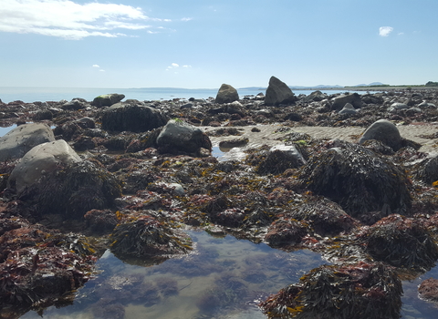 Intertidal Zone