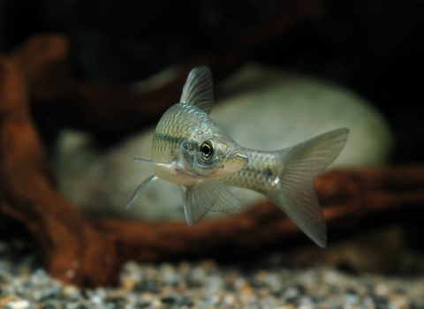 Topmouth Gudgeon 