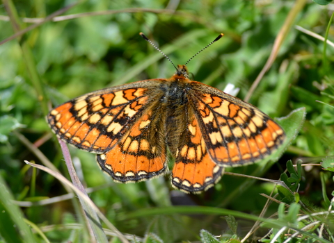 Marsh fritillary (c) Adam Jones