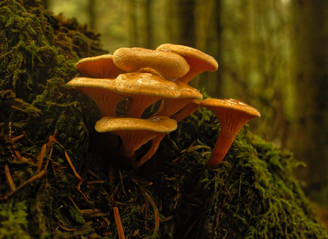 A yellow- orange trumpet shaped fungi growing in a cluster. Growing out from a vertical wall of vegetation. The green of the surrounding moss and trees is also tinted orange in pre-dusk light.