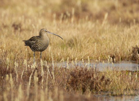 Eurasian Curlew, North Wales.