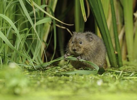 Water Vole