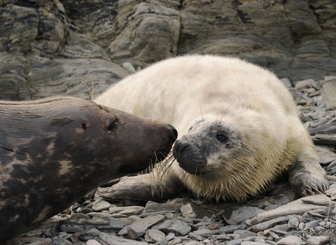 Seal pup and mum