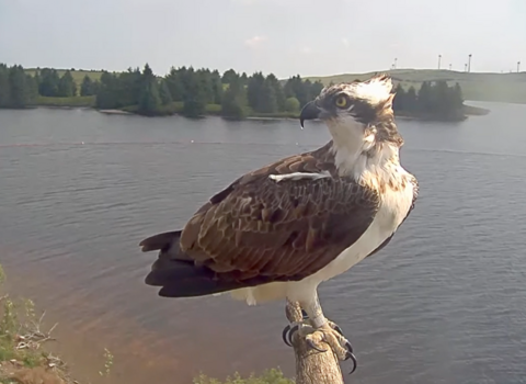 Male osprey LJ2 Llyn Brenig