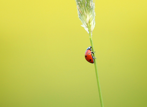 ladybird