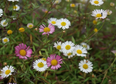 Mexican fleabane, Erigeron karvinskianus